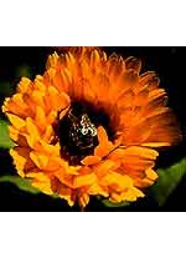 CALENDULA EI GOCCE 50ML