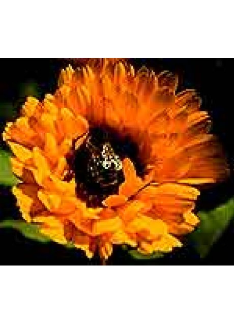 CALENDULA EI GOCCE 50ML