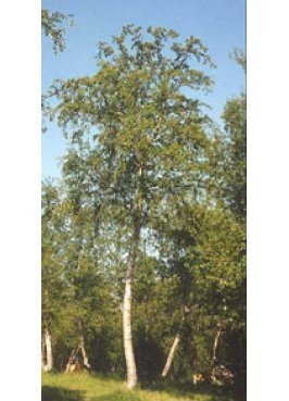 MSA BETULA PUBESCENS 50ML