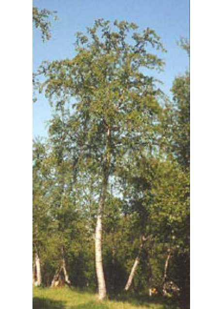 MSA BETULA PUBESCENS 50ML