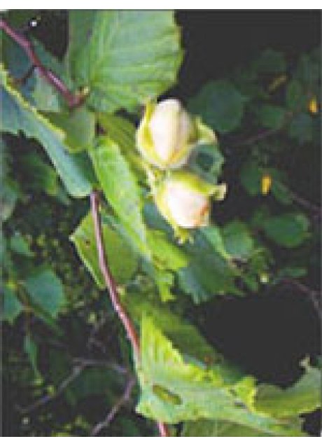 MSA CORYLUS AVELLANA 50ML