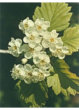 MSA CRATAEGUS OXYACA 50ML