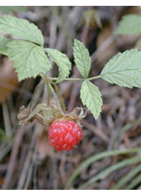 MSA RUBUS IDAEUS 50ML