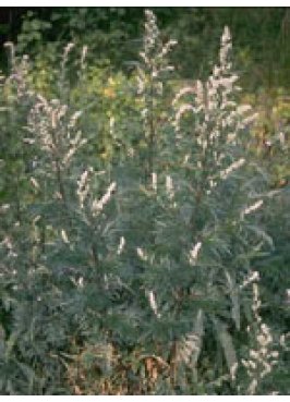 TSA ARTEMISIA VULGARIS 50ML