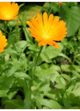 TSA CALENDULA OFFICINALIS 50ML