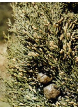 TSA CUPRESSUS SEMPERVIRENS50ML