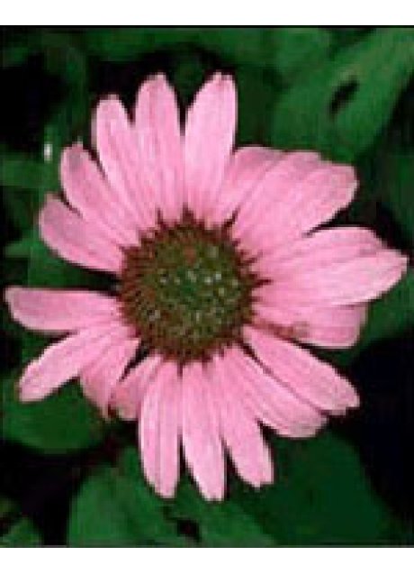 TSA ECHINACEA ANGUSTIFOLIA50ML