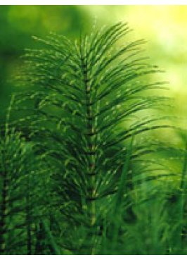 TSA EQUISETUM ARVENSE 50ML