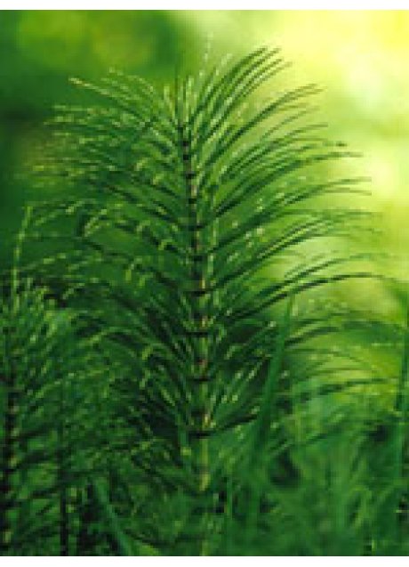 TSA EQUISETUM ARVENSE 50ML