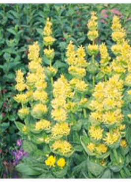 TSA GENTIANA LUTEA 50ML