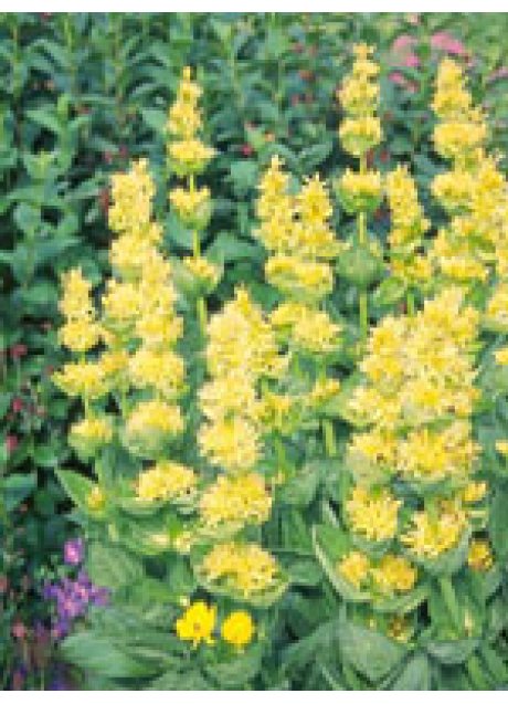 TSA GENTIANA LUTEA 50ML