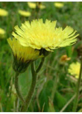 TSA HIERACIUM PILOSELLA 50ML