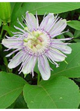 TSA PASSIFLORA INCARNATA 50ML