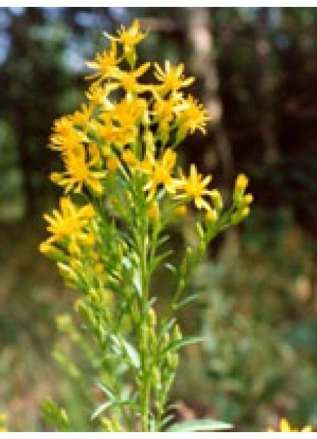 TSA SOLIDAGO VIRGAUREA 50ML