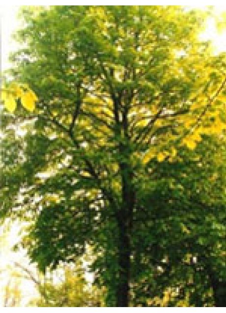 TSA TILIA EUROPEA 50ML