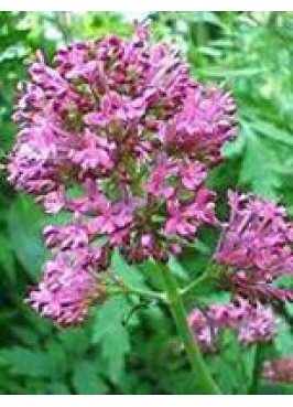 TSA VALERIANA OFFICINALIS 50ML