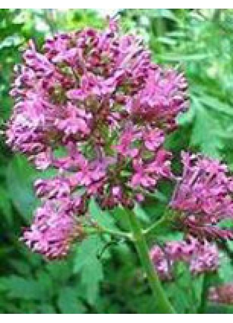 TSA VALERIANA OFFICINALIS 50ML