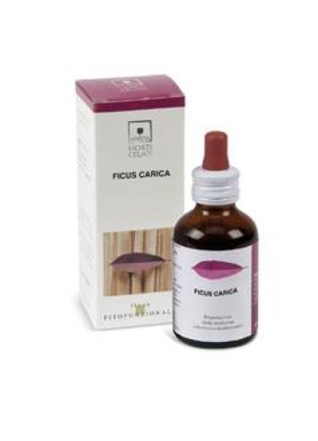 FICUS CARICA 50ML STV