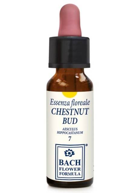 CHESTNUT BUD ORIGINAL 10ML GTT