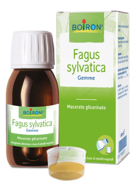 FAGUS SYLVATICA BOI MG 60ML BO