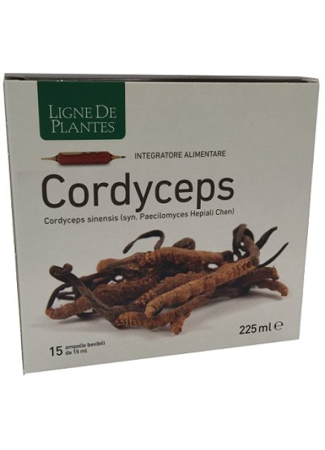 CORDYCEPS 15AB 15ML