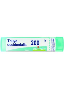 THUYA OCCIDENT 200K GR BO