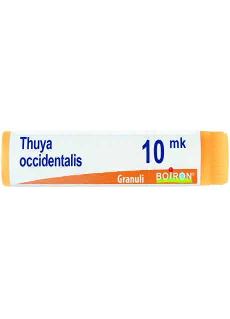 THUYA OCCIDENT XMK GL BO